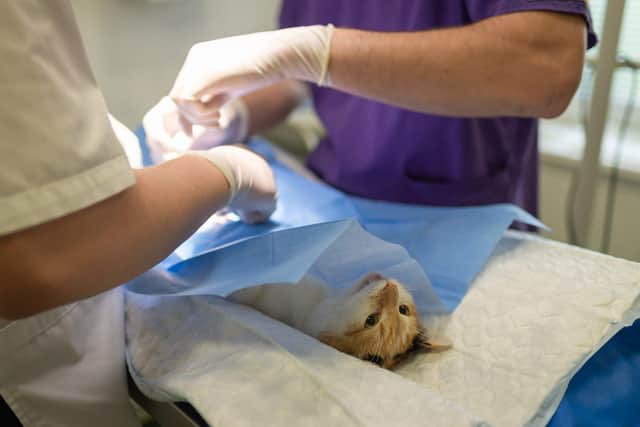 Decorations and cooked bones can pose a risk to pets, vets say.