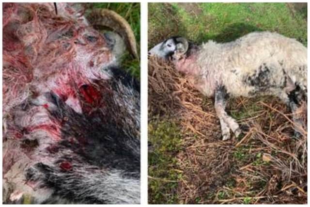 A police investigation has been launched following the death of a sheep in Langsett, Sheffield
