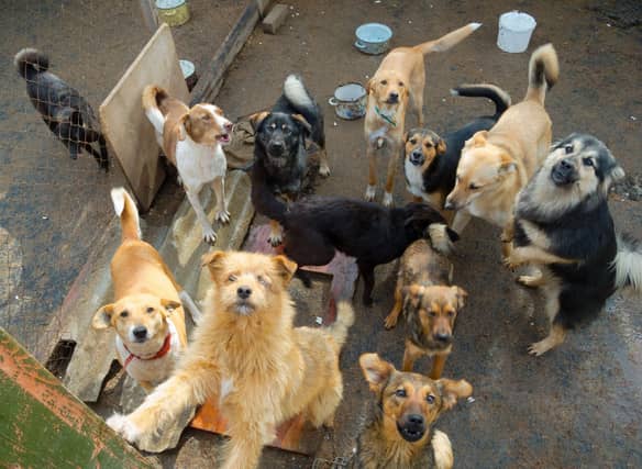 Dog quiz