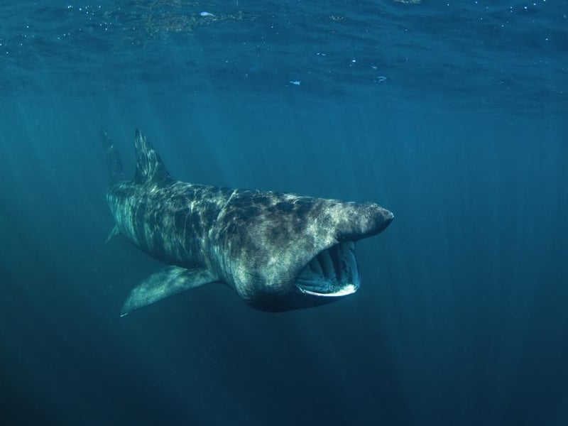 Not half as scary as they sound, basking sharks are big - they typically grow to 8 metres in length - but harmless, as they only feed on tiny fish and plankton. They’re placid, and relatively unperturbed by divers, if you fancy getting up close. They can be found in the Hebrides, Lyme Bay in Dorset, Cardigan Bay, the Cornish coast, and the Isle of Man’s southern coast.