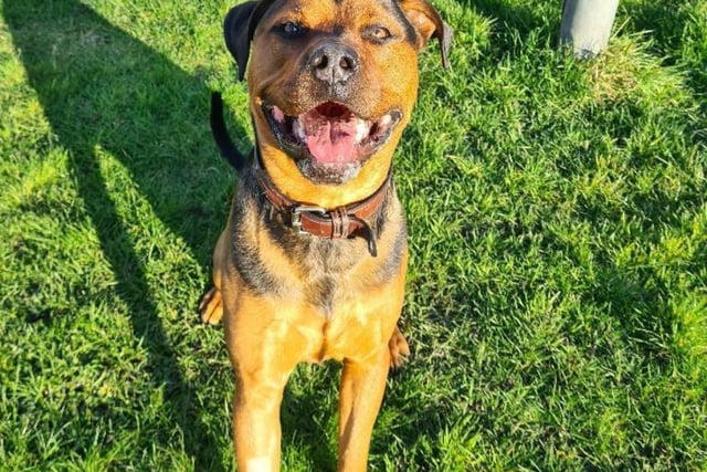 Bruno is the living definition of a "big softie". A gentle giant, he's not too fond of other dogs, but cats don't bother him so much. He still needs some training - however, an experienced owner shouldn't have a problem with this.