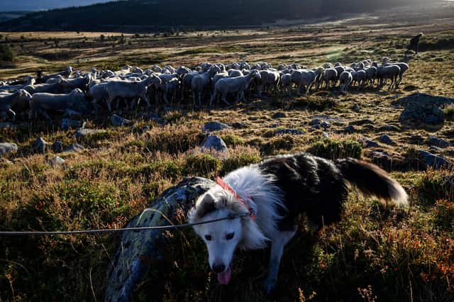 A dog walks on a hill with sheep  (Photo by Pascal GUYOT / AFP) (Photo by PASCAL GUYOT/AFP via Getty Images)
