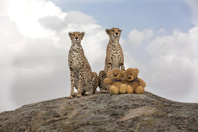 John James and Bob the teddy bears on Cheetahâ€™s rock in Spain posing with cheetahs. 
These adorable teddy bears could be the world's most well-travelled cuddly toys - as their photographer owner has chronicled their adventures in 27 different countries. Christian Kneidinger, 57, has been travelling with his teddy bears, named John and Bob since 2014 - and his taken them to some of the world's most famous landmarks. The teddy bears have dressed up in traditional Emirati clothing to visit the Sultan's Palace in Oman, and have braved the cold on a glacier on Lofoten Island in Norway.