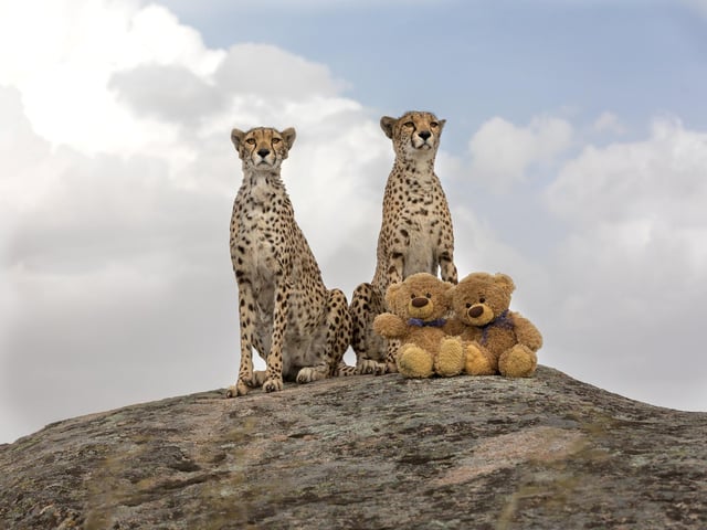 John James and Bob the teddy bears on Cheetahâ€™s rock in Spain posing with cheetahs. 
These adorable teddy bears could be the world's most well-travelled cuddly toys - as their photographer owner has chronicled their adventures in 27 different countries. Christian Kneidinger, 57, has been travelling with his teddy bears, named John and Bob since 2014 - and his taken them to some of the world's most famous landmarks. The teddy bears have dressed up in traditional Emirati clothing to visit the Sultan's Palace in Oman, and have braved the cold on a glacier on Lofoten Island in Norway.