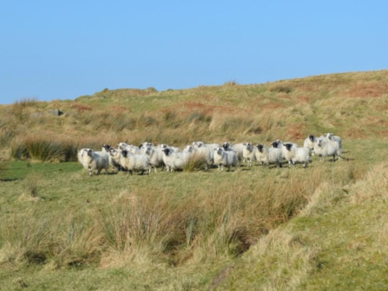 The resident sheep and deer will keep you company on the island.