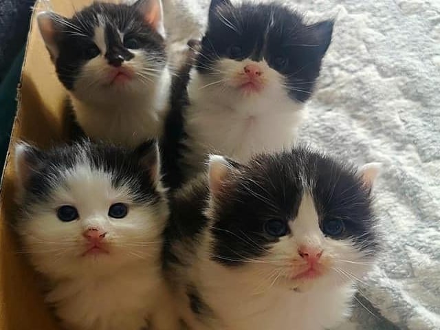 This adorable kittens were born in the first national lockdown. Owner Liss Baker shared this photo.