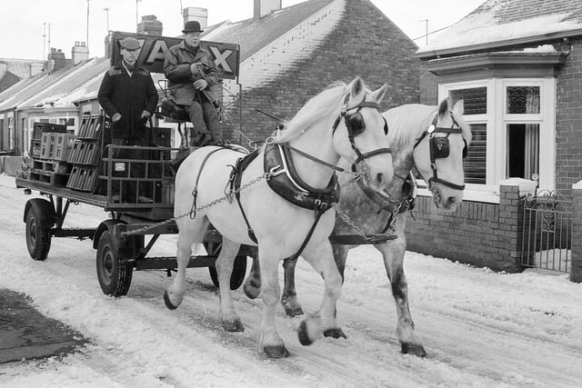 Vaux horses in the snow at Pallion in January 1984. Photo: Bill Hawkins.