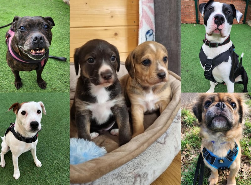 Sheffield puppies: 8-week-old beagle cross pups among dogs at animal shelter  near city searching for new families | The Star