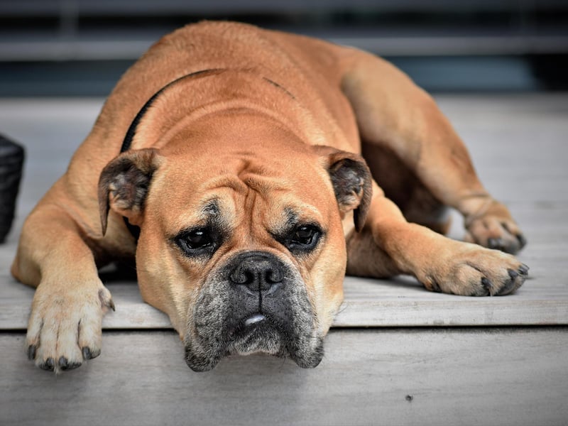 Bulldogs were another to tick the box for many people