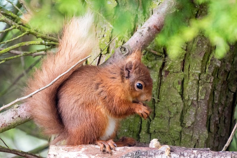 A squirrel's bushy tail serves many functions, from helping to keep him warm like a blanket in winter, or cool as it shades his head in the summer. The tail also helps him balance as he climbs and jumps.
