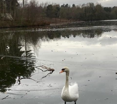 Swan Lake by Andrea Watts