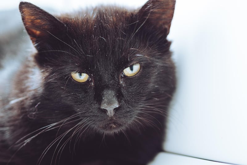 Sebastian was found as a stray and is a very nervous boy, however, he has shown no aggression and spends most of his time staying out the way.  He needs a quiet home with an experienced family.
