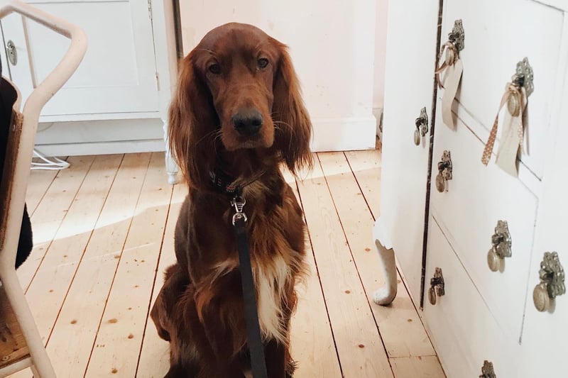 This is Darcy the Irish setter, who is one of Tea & Sympathy's favourite customers. He's actually quite insta-famous, and you'll find him at @mrdarcytheirishsetter)
 At this Shandon cafe, they offer free doggie treats, unlimited cuddles and the opportunity to feature on their doggy wall of fame.
1e Ashley Terrace, Instagram @teaandsympathyedinburgh