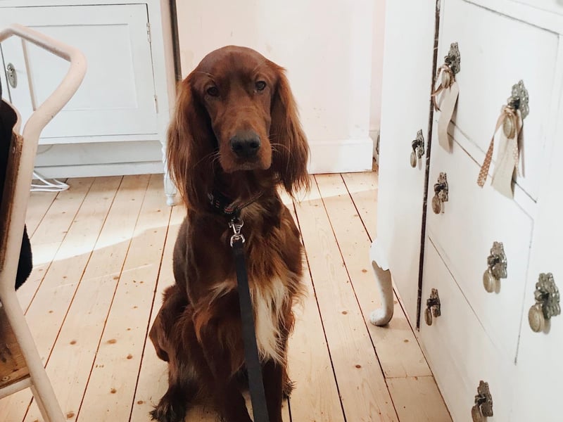 This is Darcy the Irish setter, who is one of Tea & Sympathy's favourite customers. He's actually quite insta-famous, and you'll find him at @mrdarcytheirishsetter)
 At this Shandon cafe, they offer free doggie treats, unlimited cuddles and the opportunity to feature on their doggy wall of fame.
1e Ashley Terrace, Instagram @teaandsympathyedinburgh