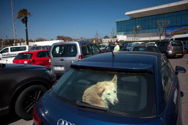 South Yorkshire Police has issued a warning to pet owners about the dangers of leaving their dogs in the car on a hot day. The RSPCA has also issued guidance on what to do if you come across a dog left in a warm vehicle. Picture: JORGE GUERRERO/AFP via Getty Images.