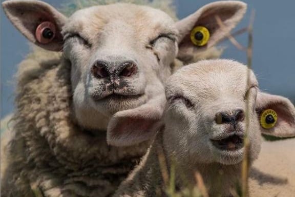 Have you ever seen happier sheep? From @rasphotography2020