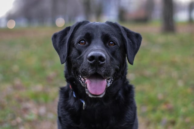Labradors are known for being loyal, gentle and loving dogs, who are eager to please and love a cuddle (Photo: Shutterstock)