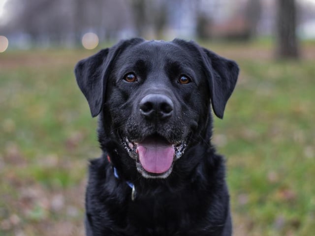 Labradors are known for being loyal, gentle and loving dogs, who are eager to please and love a cuddle (Photo: Shutterstock)