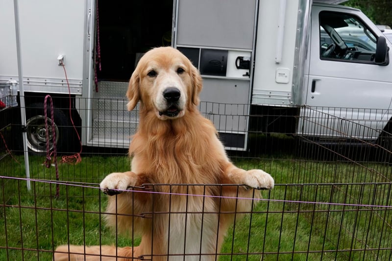 Golden retrievers were the 4th most popular dog breed in the south east in 2020. Picture: TIMOTHY A. CLARY/AFP via Getty Images