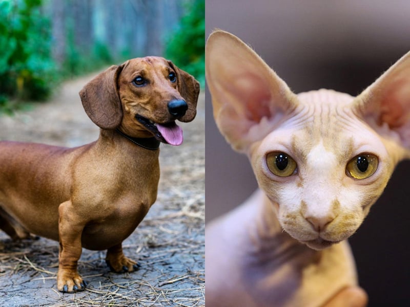 Average insurance cost: Daschund (Miniature Smooth-Haired): £283.79. Sphynx: £144.44