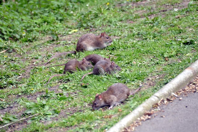 There were 160 reports of rats to the council in this ward between January 2019 and July 2020. Picture taken by reader Joe Dunn in Barnes Park, 2018.