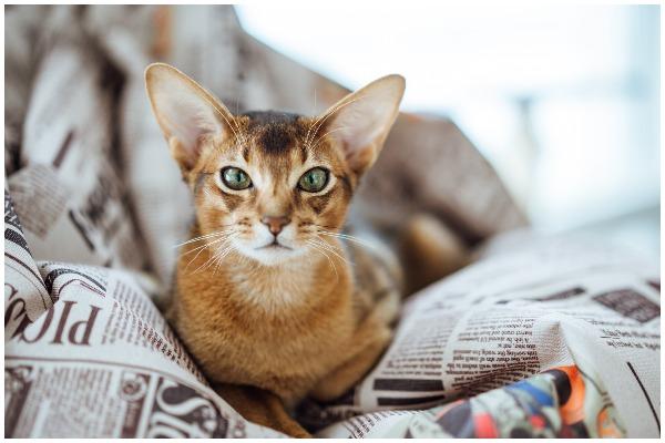 Abyssinian cats are joyful, intelligent and friendly and will always stay within petting distance of their owner (Photo: Shutterstock)