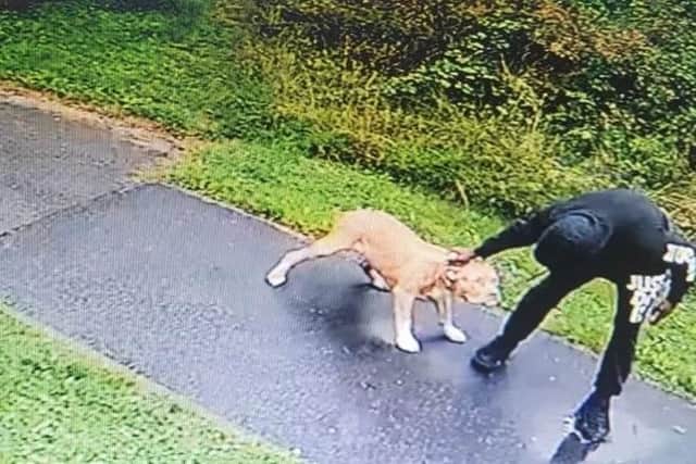 CCTV released by the RSPCA.