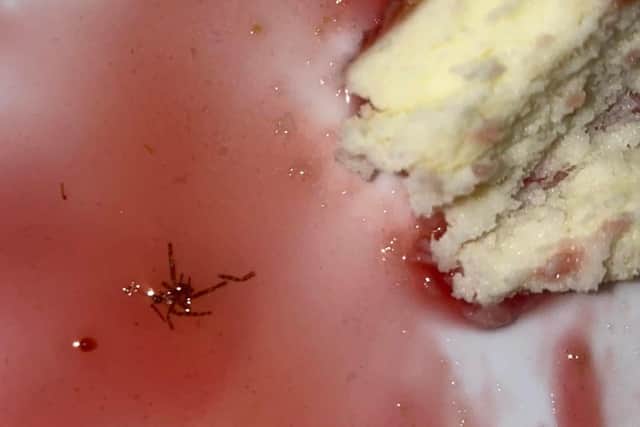 Picture shows what Joel Aheran described as a spider in his partner's dessert