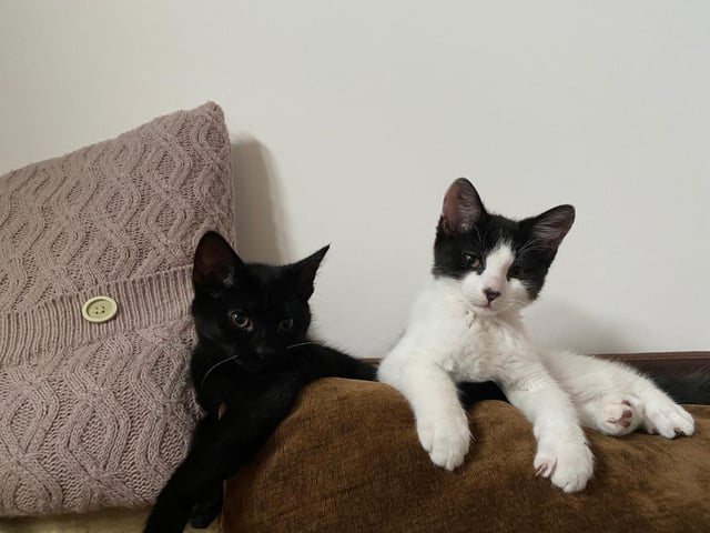 This feline duo was sent in by Lewis Kyles