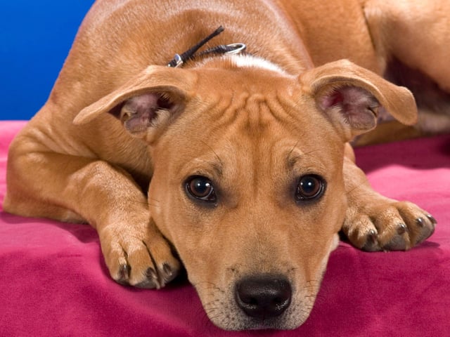 Staffordshire Bull Terriers can sometimes get a bit of a bad reputation - one that anybody who has ever owned one will know is entirely unwarranted. They are fantastically affectionate and genuinely like nothing more than cuddling up for a night of Netflix with their owner.