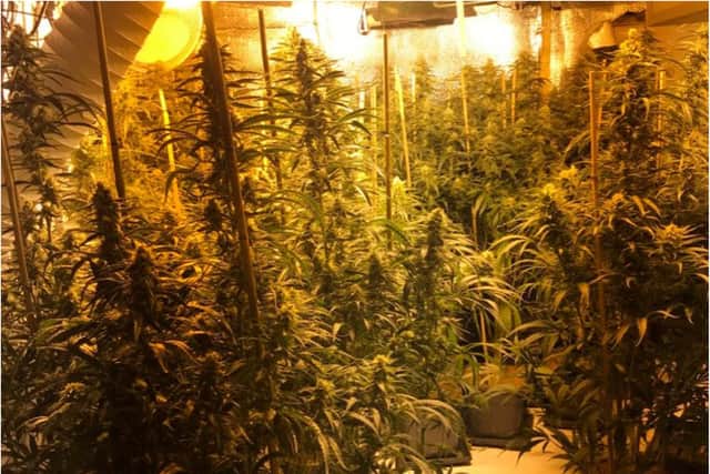 £750,000 worth of cannabis plants were discovered in the raid.