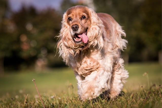 The well-known Cocker Spaniel took the fourth spot