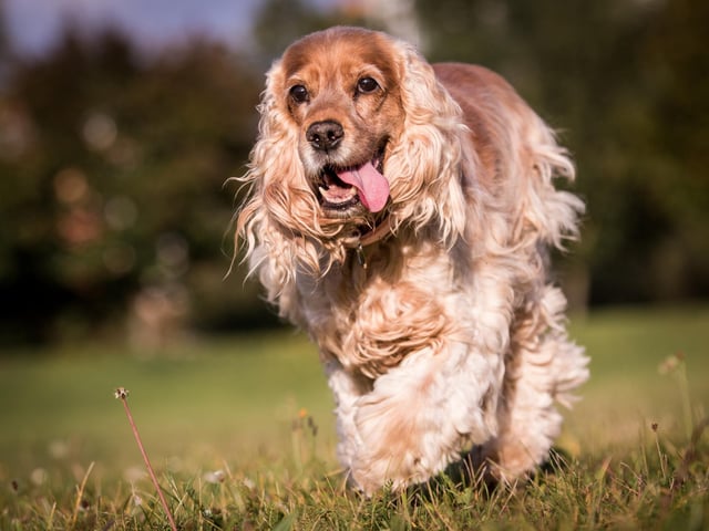 The well-known Cocker Spaniel took the fourth spot