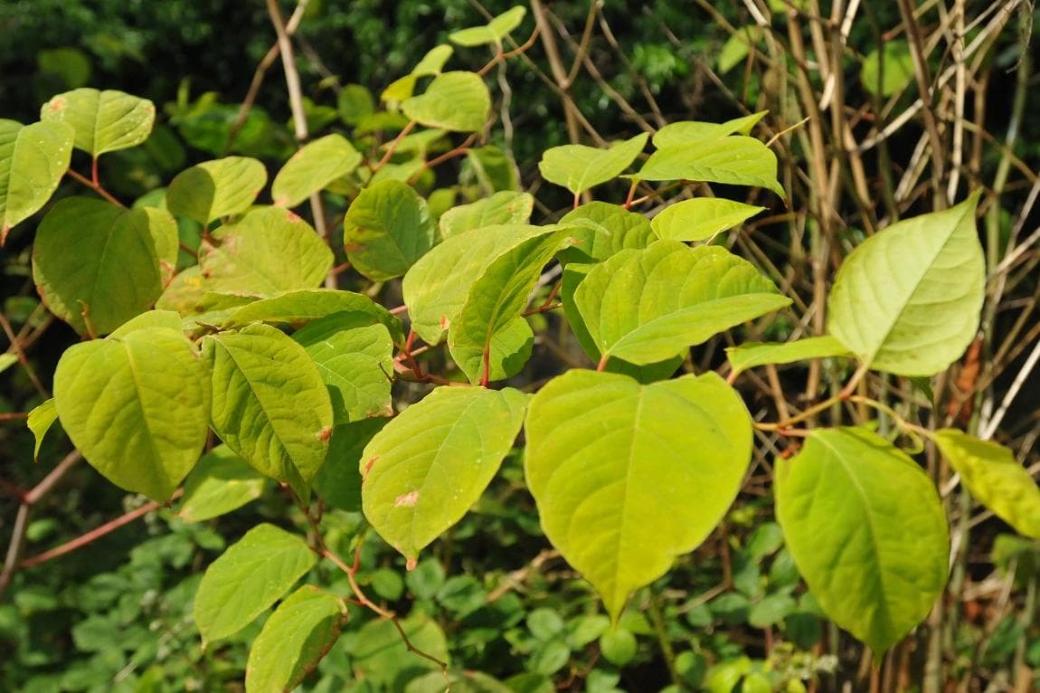 10 Sheffield areas with Japanese knotweed infestations