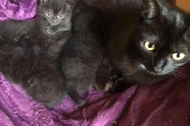 Congratualtions are in order for new cat mum Tinga, who has recently had four kittens. Her owner Sue Davies said 'Tinga has loved me being home so I could keep an eye on her four babies when she had a break from them'.