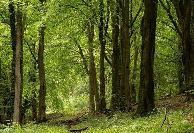 This ancient wood used to stretch from Severn Valley to Worcester. Along with the usual facilities including Forest Café, child's play area, and accessible toilets.