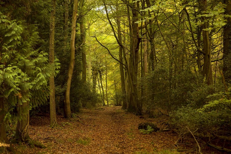 Enjoy getting back to nature and escape everyday life in the Forest of Dean, where you’ll find cosy log cabins sheltered beneath a canopy of oak woodland, and a maze of forest walks and trails to wander.