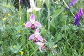 The bee orchid was found by Sarah-Jane Tonks near the Advanced Manufacturing Park in Sheffield. Picture: Sarah-Jane Tonks