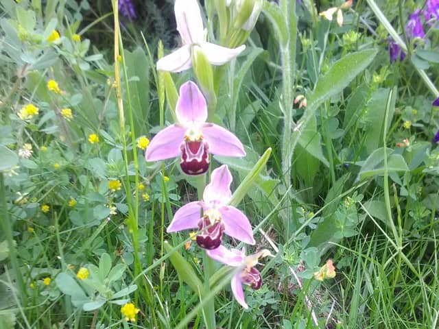 The bee orchid was found by Sarah-Jane Tonks near the Advanced Manufacturing Park in Sheffield. Picture: Sarah-Jane Tonks