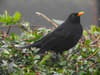 Another change this week has been the apparent departure of winter-visiting blackbirds