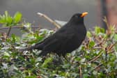 Male blackbird on territory by Ian Rotherham