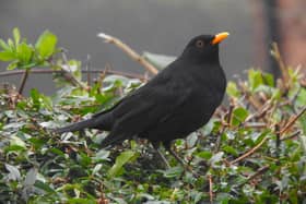Male blackbird on territory by Ian Rotherham