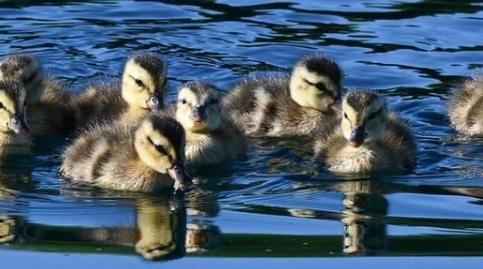 Ducklings at Doncaster Lakeside from  @popplemichael