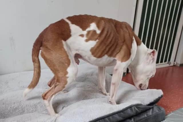 Titch, an 11-year-old Staffy, has been brought to Helping Yorkshire Poundies after being found as a severely underweight stray.