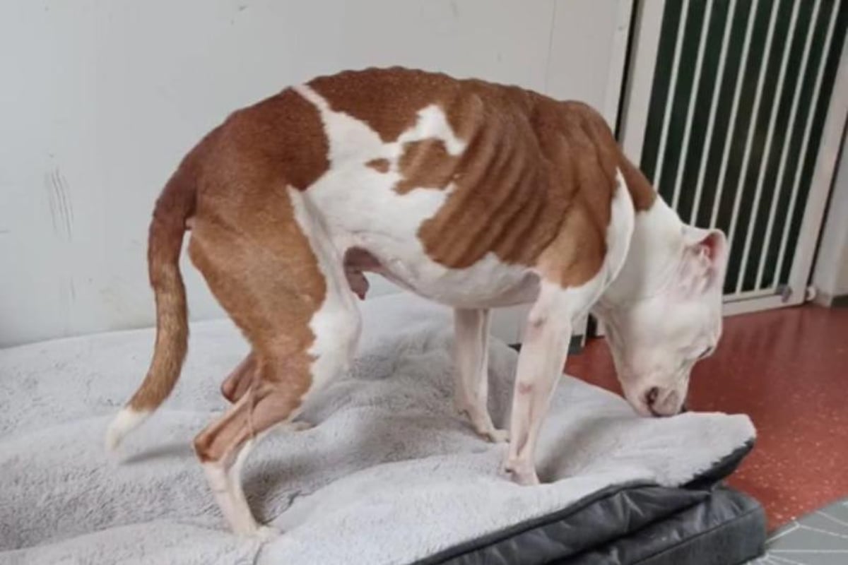 Sheffield rescue dogs: Severely malnourished Staffy breaks hearts in South  Yorkshire dog shelter | The Star