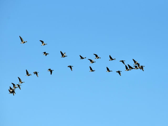 Pink-footed geese gather at Montrose Basin.