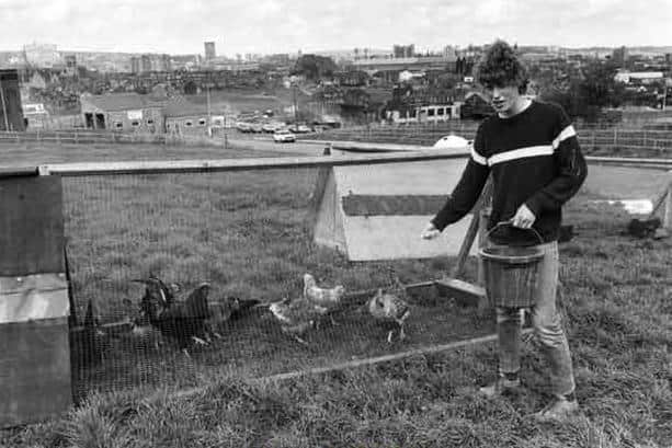 Heeley City Farm, May 1983.
