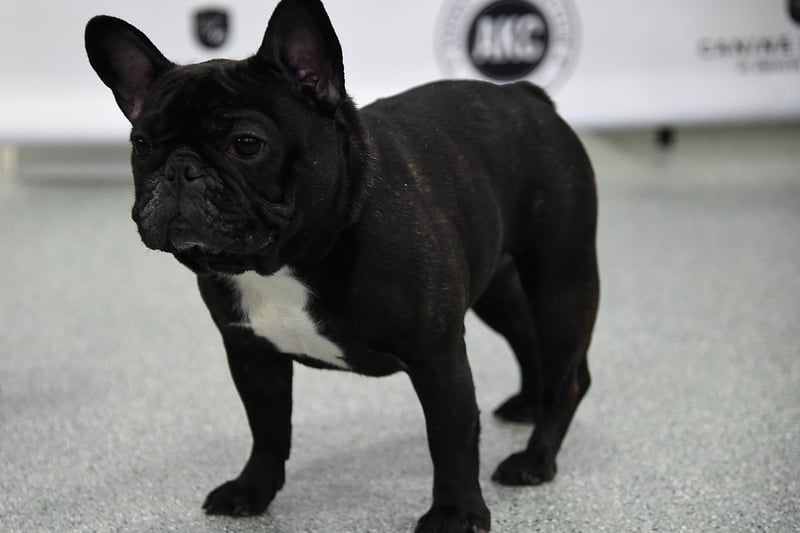 French bulldogs were the 2nd most popular dog breed in the south east in 2020. Picture: Jamie McCarthy/Getty Images