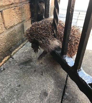 Named "wedgehog" by the member of the public who found it, this prickly porker managed to get stuck between the bars of a metal gate in Rotherham. Thankfully, it was uninjured and scurried back into the bushes once freed.