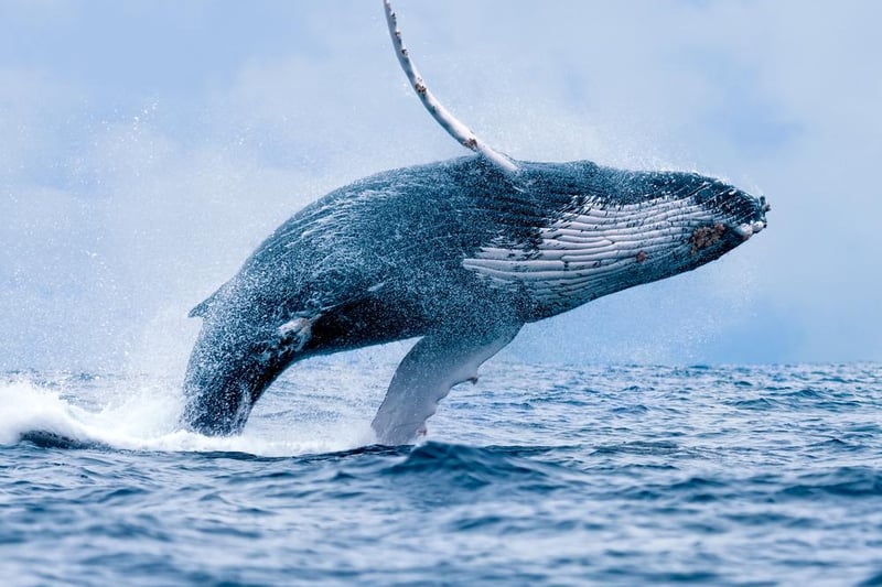 You’ll need to head to Scotland if you want to lay your eyes on a humpback whale or two, but there’s a fair bit of choice once you’re there. The best places to spot them are Newburgh in Fife, the Moray Firth, Stoer Head lighthouse, the Hebrides and the Shetland Islands.